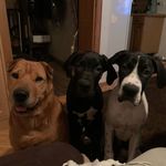 Hendrix, Arthur, Odin, Garfield - @hendrix_arthur_odin - Instagram