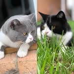 Arthur & Chester - @arthur_and_chester - Instagram