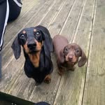 Chester, Arthur & Elvis - @chester_arthur_elvis_minidaxie - Instagram