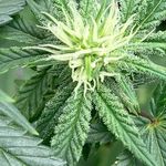 Arthur Higgins - @friscofarms420 - Instagram