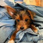 Arthur Joy - @arthur_joy_yorkiepoo - Instagram