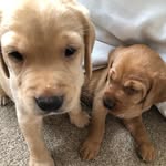 Arthur and Georgie Red Labs - @arthurandgeorgieredlabs - Instagram
