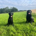 Arthur and Wallace - @arthur_wallace_black_labs - Instagram