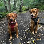 @edie_and_arthur_labs - Instagram