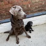 Merlin & Arthur - @merlin_arthur_dilute_labs - Instagram
