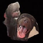 @oscar_arthur_choc_labs - Instagram