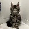 Arthur Lampel - @arthur.lampel - TikTok