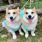 アーサー&マリー - @arthur_marie_corgi - Instagram