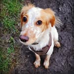 Arthur Marsden - @arthur_thecockerspaniel - Instagram