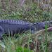 Arthur R. Marshall Loxahatchee - Facebook