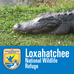 Arthur R. Marshall Loxahatchee National Wildlife Refuge - Facebook