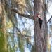 Arthur R Marshall Loxahatchee Natl - Facebook