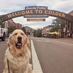 Arthur 🐾 - @arthurrockymountainretriever - Instagram