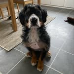 Arthur - @arthurthebernesemountain - Instagram