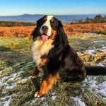Arthur - @bernese_mountain_dog_arthur - Instagram