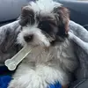 ArthurParker - @arthurparkerthedog - TikTok