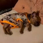 ✧Arthur Henri Parsons✧ - @arthurthefrenchiex - Instagram