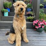 Arthur Price - @arthur.the.airedale - Instagram