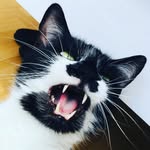 Arthur-Régis - @arthur_regis_da_cat__ - Instagram