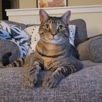 Arthur Demetrios Rex - @arthur_the_tabbycat - Instagram