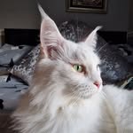 Arthur - @arthur_rhodes_mainecoon - Instagram