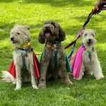 Lulu, Leo, Eddie, Arthur🌈 & Roan🌈 - @lulu_and_roan_sos_terrier - Instagram