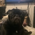 Angel Arthur Robbins - @angelrobbinspugs - Instagram