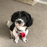 Arthur & Rodney The Cavachon’s - @arthur_boy_rodney_boy_pups - Instagram