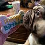 Arthur Rolland “Rollie” Rego - @arthur.kingofthefrenchies - Instagram