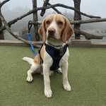 Arthur Ronaldo - @arthur_beagle_gt - Instagram