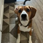 Arthur Saenz - @thebeaglearthur - Instagram