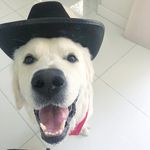 Arthur Schwartz - @arthurthebigwhitedog - Instagram