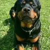 Arthur Scott - @arthur.123456780 - TikTok