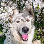 Life with Arthur - @arthur_white_swiss_shepherd - Instagram