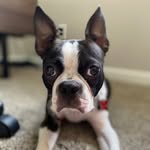 Arthur Spencer-Shepherd - @kingarthur_theboston - Instagram