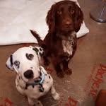 Arthur & Stanley - @arthur.and.stanley - Instagram