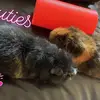 Arthur & Stanley - @arthur_stanley - TikTok