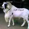 lil babe - @arthur.steven - TikTok