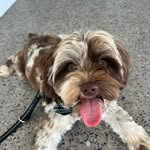 Arthur Tait - @arthur_tait_cavoodle - Instagram