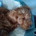 Janice Wood - @tibbsandarthur - Instagram