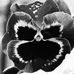 Arthur Timmerman - Facebook