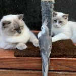 Antônia, Arthur e Tunico - @antonia_arthur_tunico - Instagram