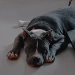Dog of insta - @tyson.n.arthur - Instagram