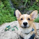 Arthur Beansworth Usher - @arthurscorgiadventures - Instagram