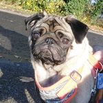 Arthur Watson - @arthur_watson_pug - Instagram