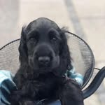 Mr Watson - @arthur_watson_the_cocker - Instagram
