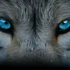 Arthur Wolf - @arthurwolf1 - TikTok