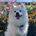 Arthur Zhao - @arthur_the_spitz - Instagram