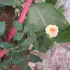 Arti Joshi - @artijoshi423 - TikTok