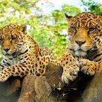 Arturo Paez - Facebook